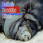 Belhair Bouddha Blues